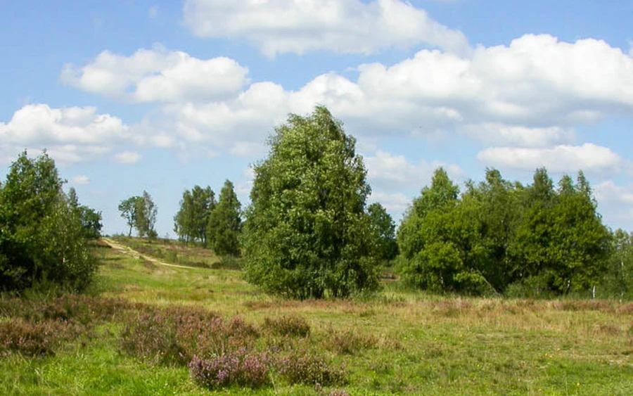 45_H_Trupbacher-HeideHaupt Ursula siebel.jpg