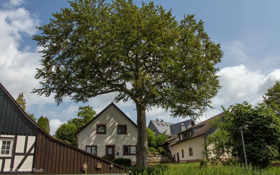 Rotbuche in Wenden-Heid