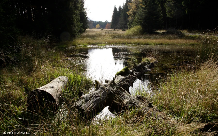 Wiese mit Pfütze