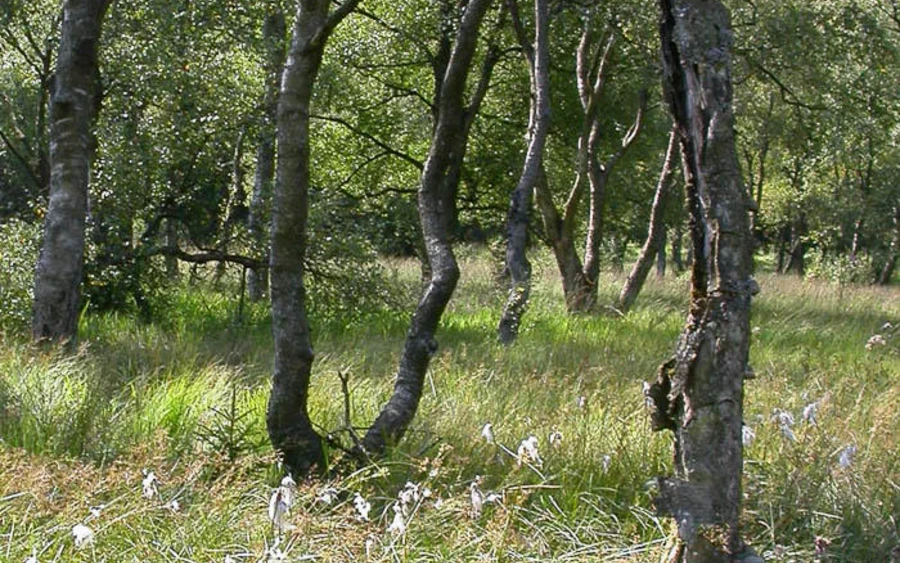 44_Edertal Haupt Ursula Siebel.jpg