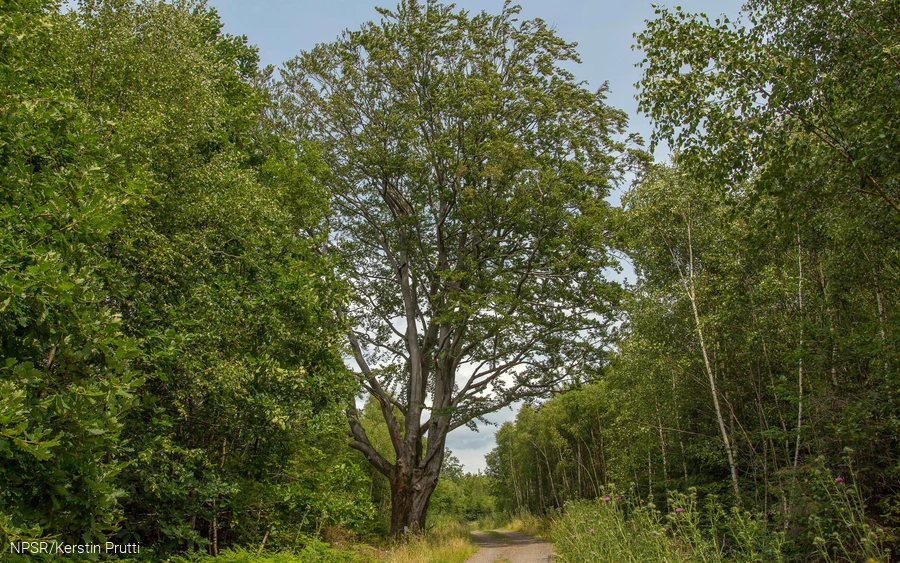 Deutlich höher ist die Rotbuche im Vergleich zu dem übrigen Wald.