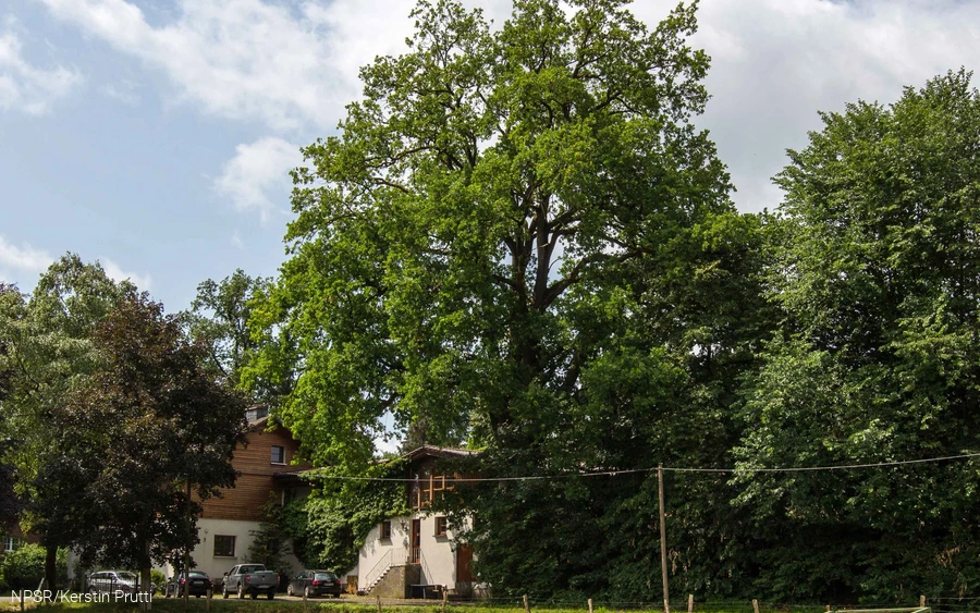 Mit 34 m einer der höchsten unserer Generationenbäume.