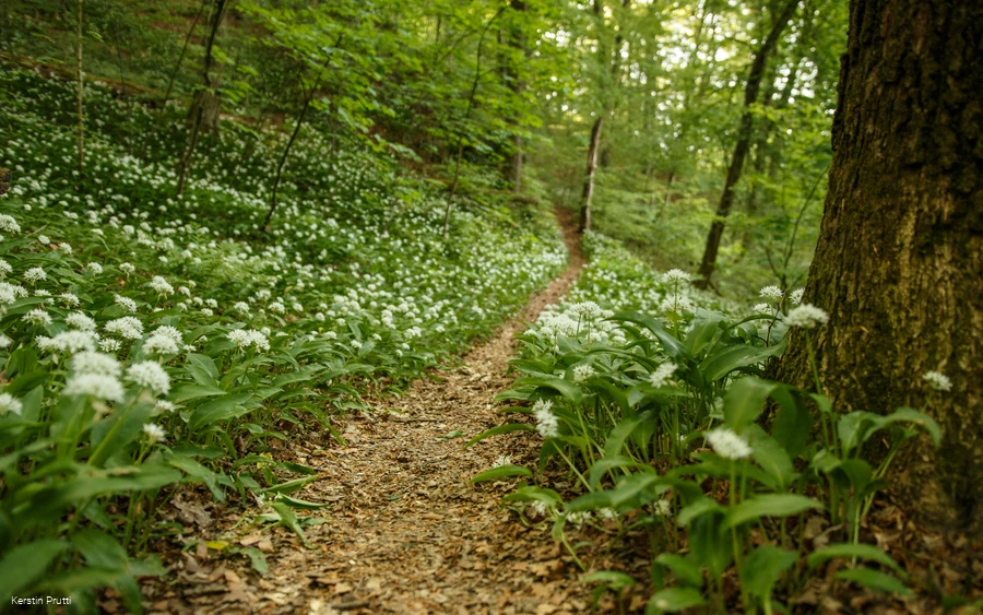 Ein Pfad durch den Wald