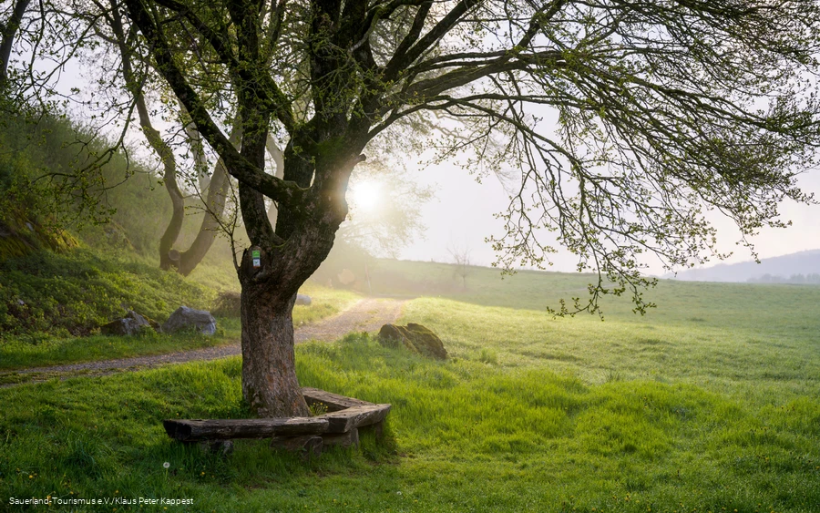 Baum im Vordergrund