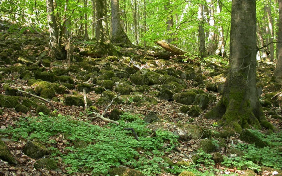 48_H_Grosser-Stein-Blockschuttwald_Haupt Ursula Siebel.jpg