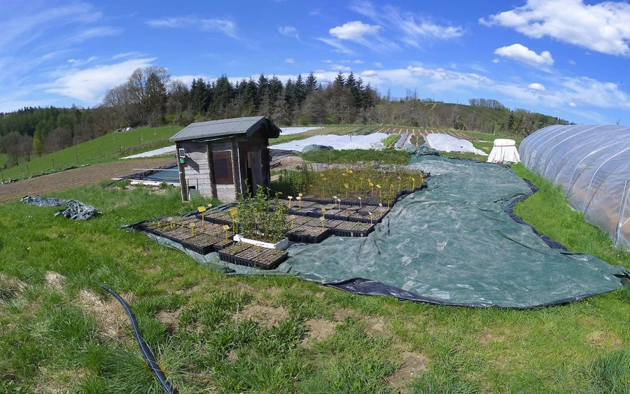 Ende April - die Bäume sind umgezogen und stehen nun auf Hof Woeste in Lüdenscheid