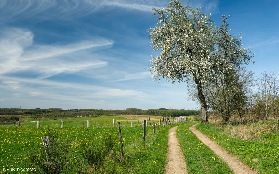 Blühende Holzbirne bei Altenwenden