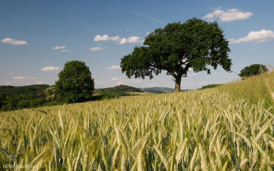 Eiche bei Amecke, Sundern