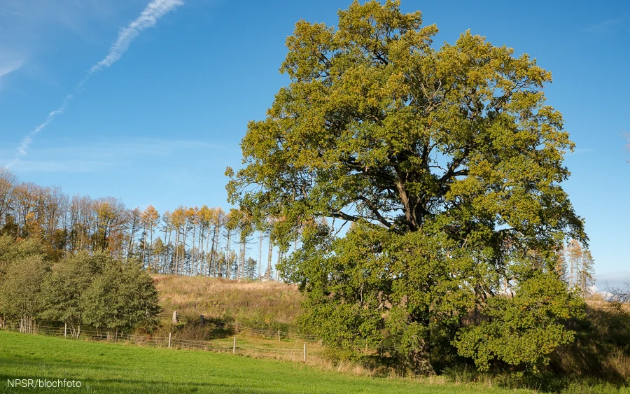 Eiche bei Gut Bäingsen, Hemer