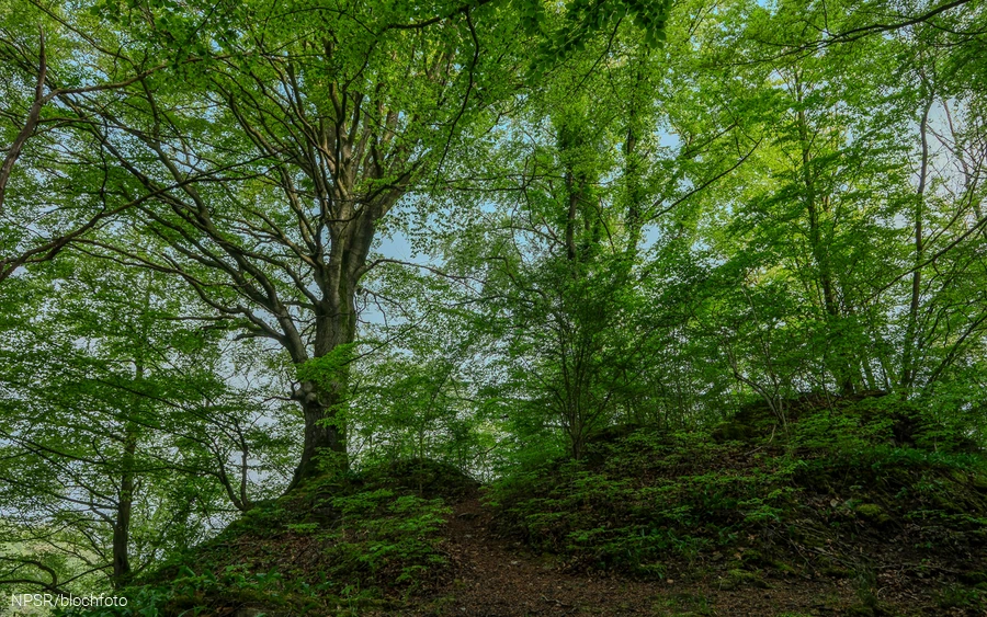 Buche im Naturschutzgebiet Breiter Hagen bei Grevenbrück, Lennestadt