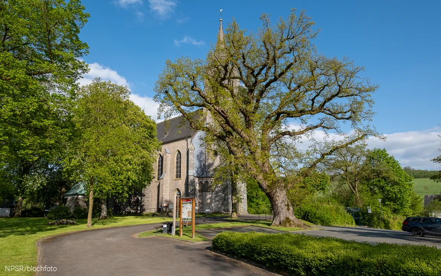 Eiche an der Kirche in Reiste, Eslohe