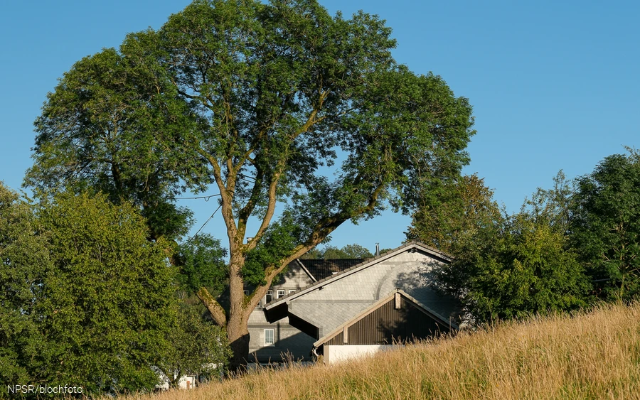 Esche bei Kruberg, Kirchhundem