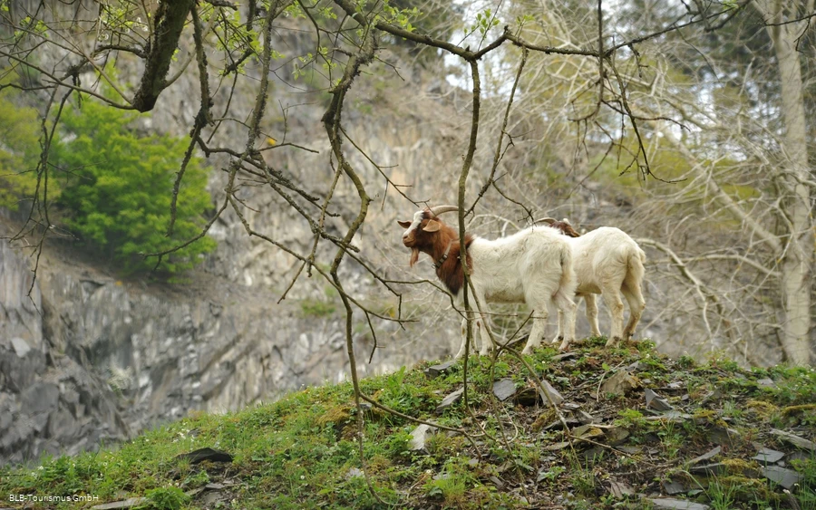 Ziegen in der Hörre
