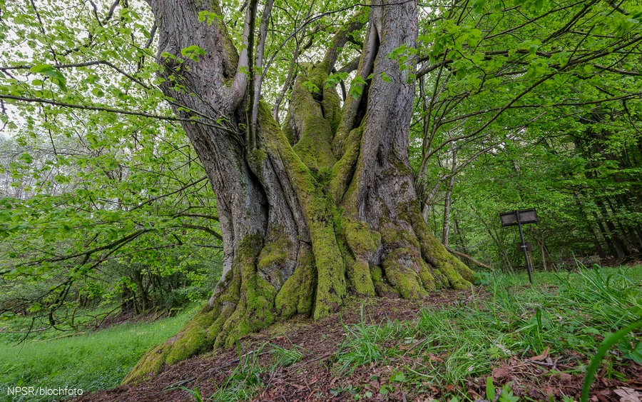 Gerichtslinde im NSG Stilleking bei Neuenhof