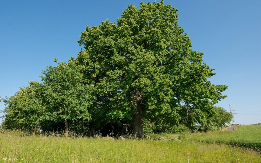 Winter-Linde in Kierspe am östlichen Rand