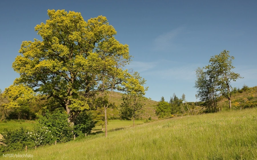 Goldeiche bei Wemlighausen