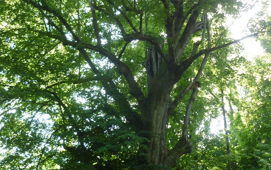 Sommer-Linde in Plettenberg nahe NSG Lechenstück