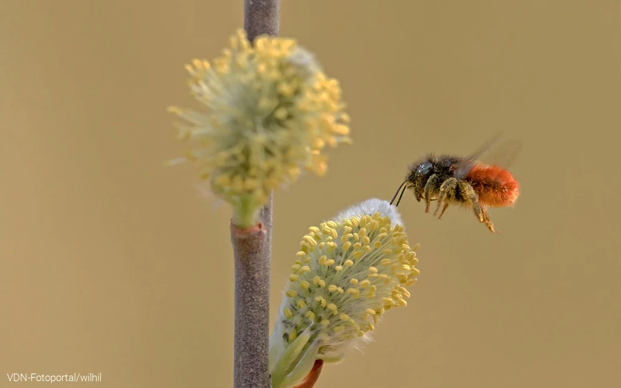 Gehörnte Mauerbiene