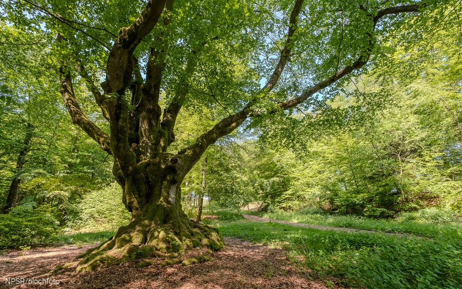 Dicke Buche am Alten Heck