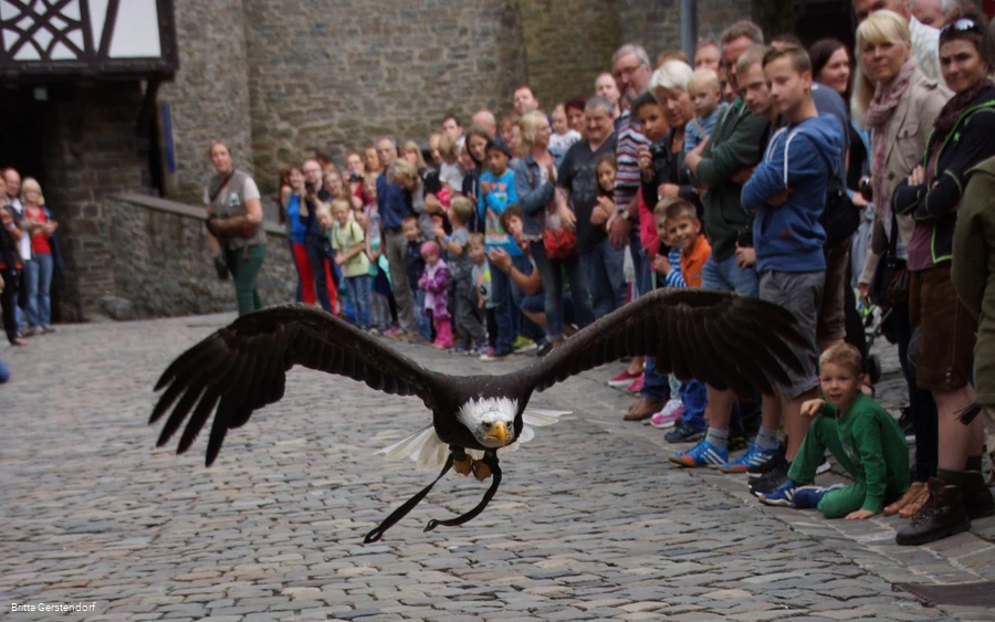 Greifvogelschau Burg Altena2_Foto Britta Gerstendorf.jpg