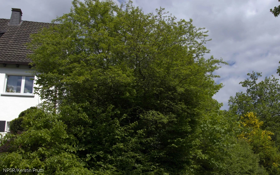 Unscheinbar, aber eine Seltenheit und von hohem ökologischen Wert - der Holzapfel.