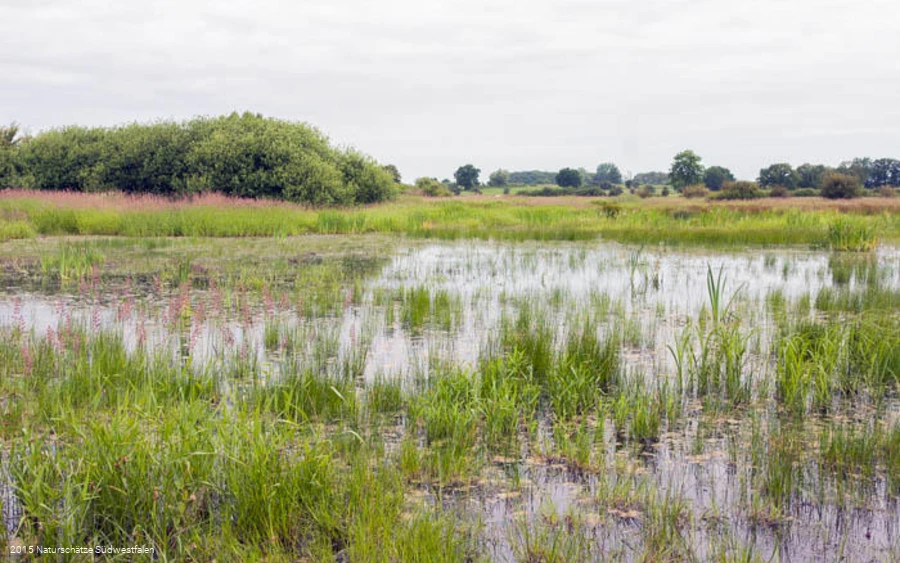 Lanschaft der Ahsewiesen
