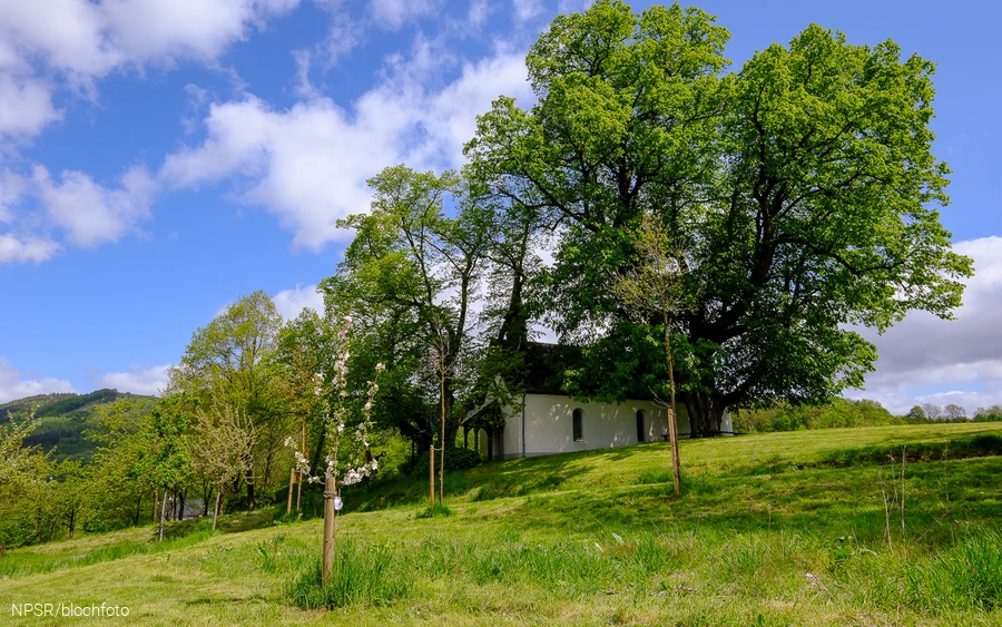 Linde an der Eibelkapelle