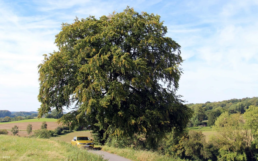 Rotbuche in Menden
