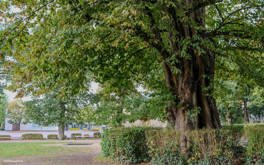 Sommer-Linde in Neuenrade