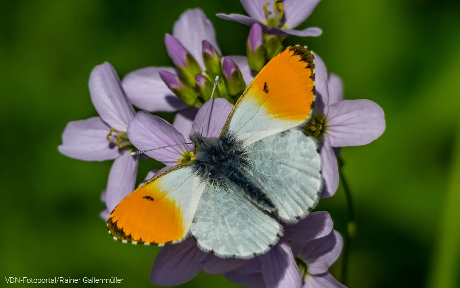 Das Männchen des Aurorafalters