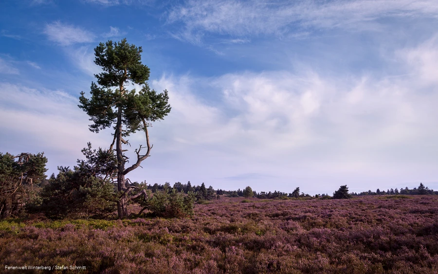 Eine weite Heidelandschaft vor blauem, bewölktem Himmel.