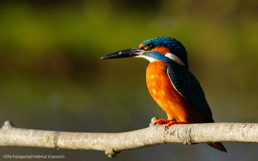 Eisvogel im Sonnenlicht