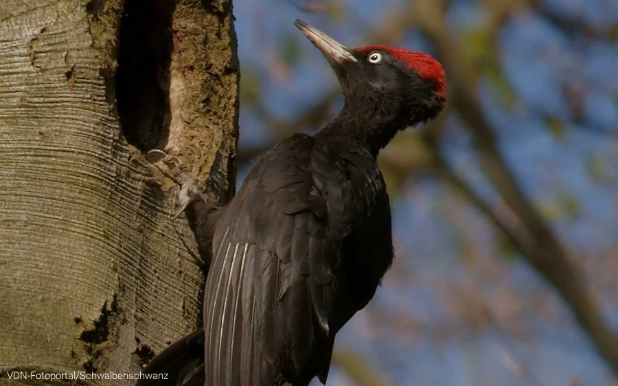 Schwarzspecht
