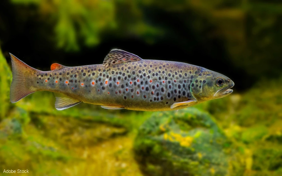 Bachforelle mit ihren charakteristischen Punkten