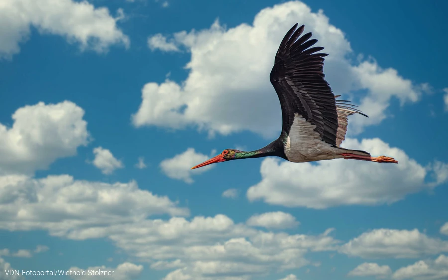 Schwarzstorch - imposanter Segler