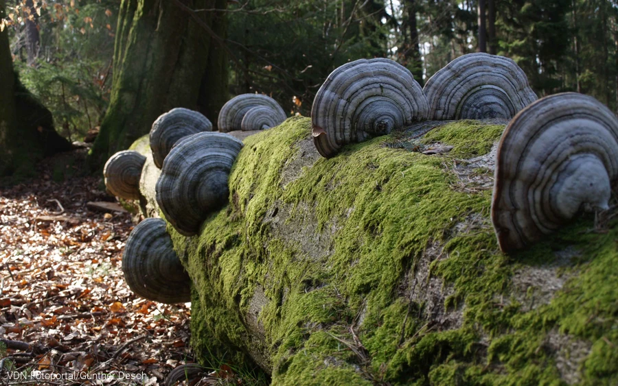 Zunderschwämme an einem umgestürzten Baum