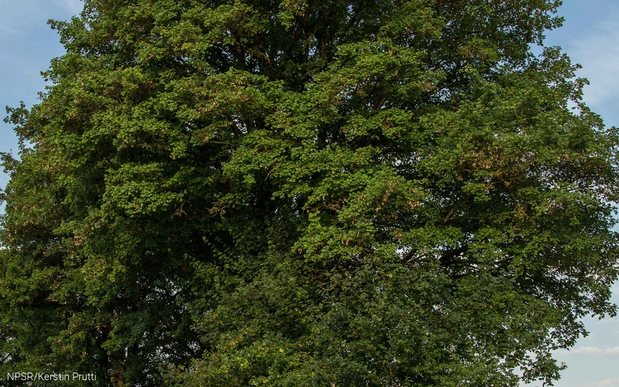 Feldahon in Attendorn-Ennest