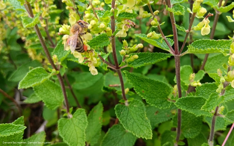 Biene bei der Honighütte