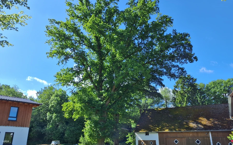 Stieleiche in Sundern-Recklinghausen