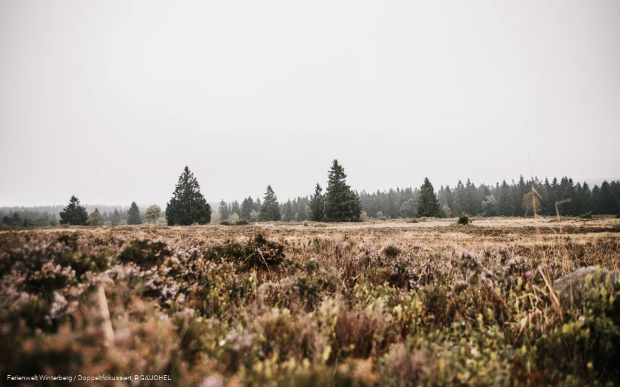 Eine weite Heidelandschaft mit einigen Tannen im Hintergrund.