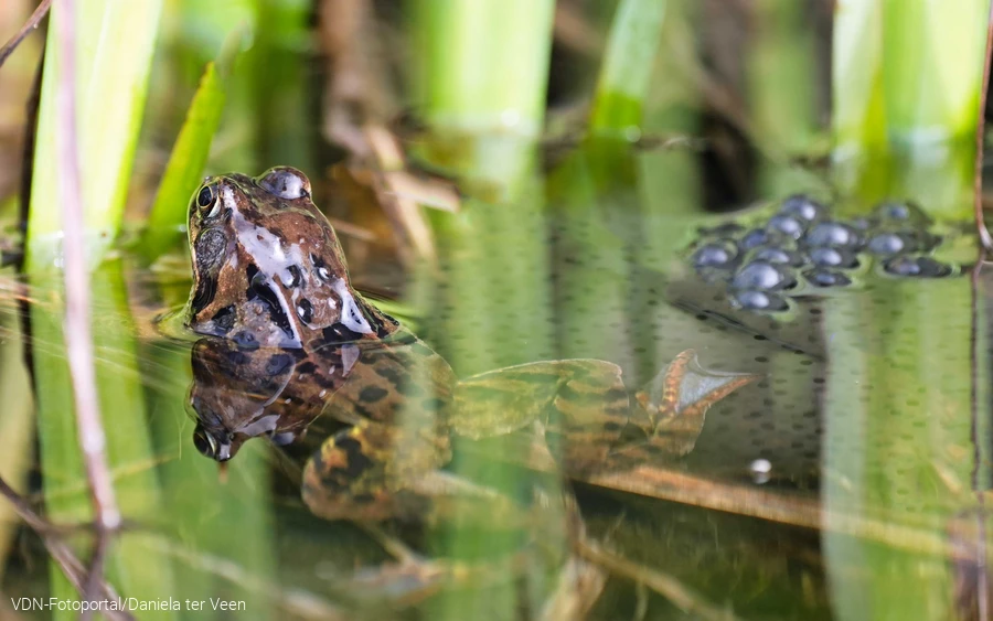 Grasfrosch mit Laich