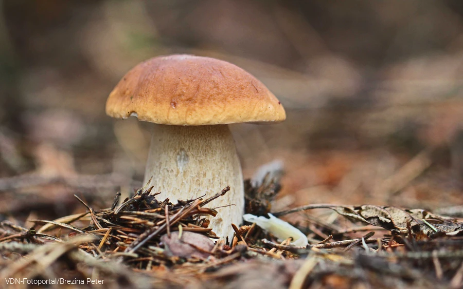 Steinpilz