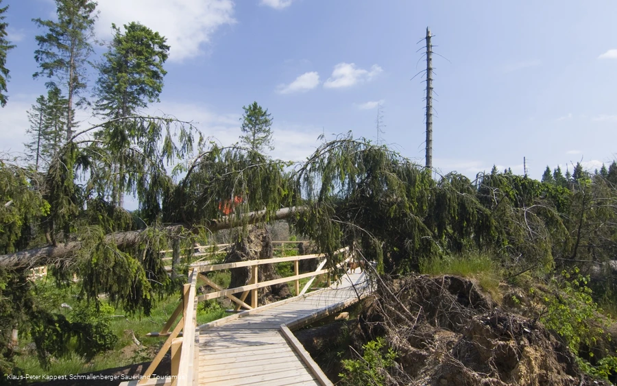 Kyrill-Pfad bei Schanze