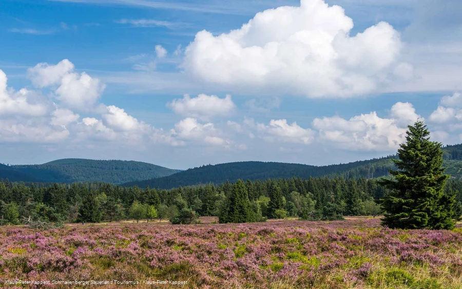 Heidelandschaft auf dem Kahlen Asten