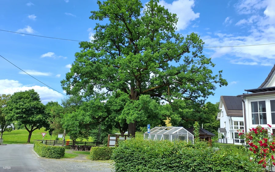 Eiche in Schmallenberg-Oberhenneborn