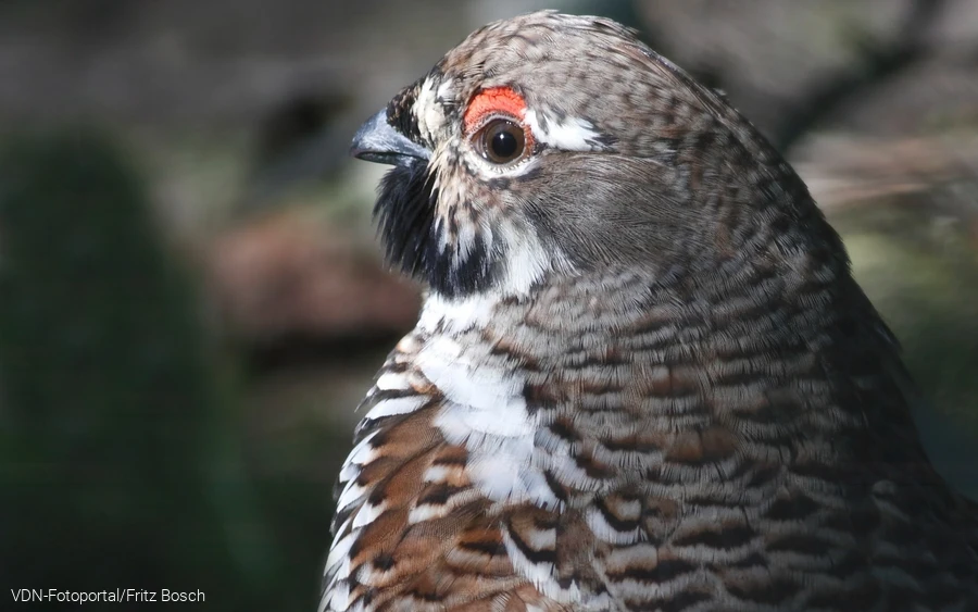 Haselhuhn