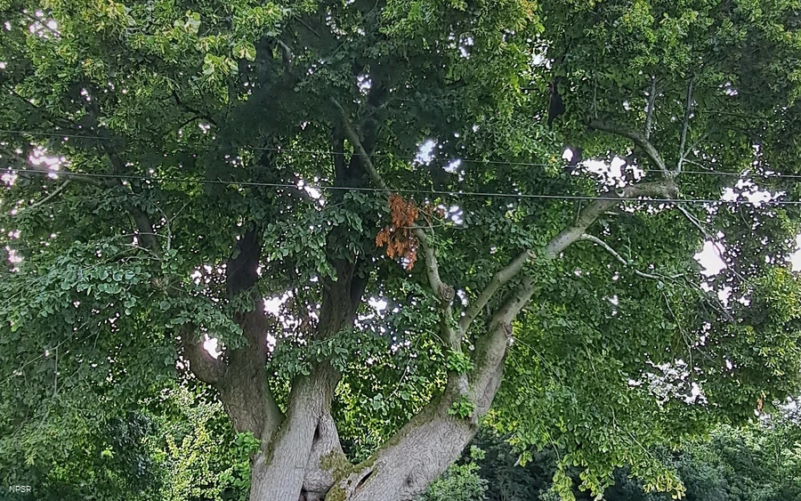 Linden in Meinerzhagen-Eick