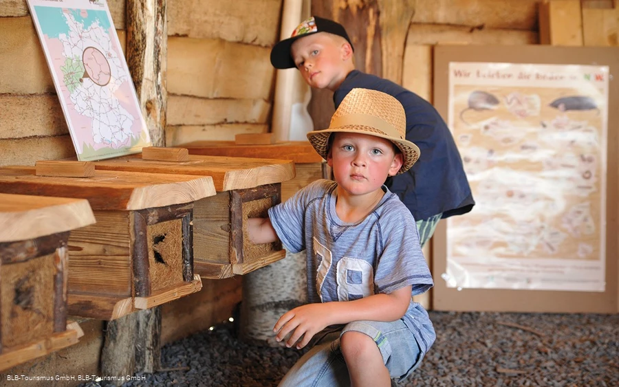 Wisent Wildnis Fühlkästen