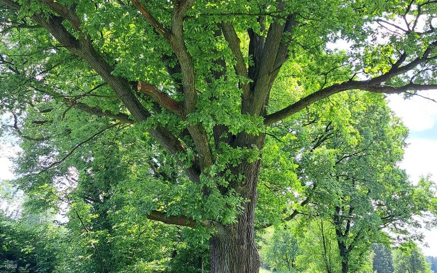 Eiche in Halver