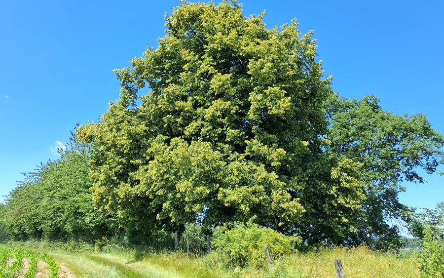 Winterlinde Schmallenberg-Grafschaft
